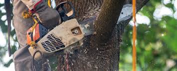 How Our Tree Care Process Works  in  Lyndhurst, VA