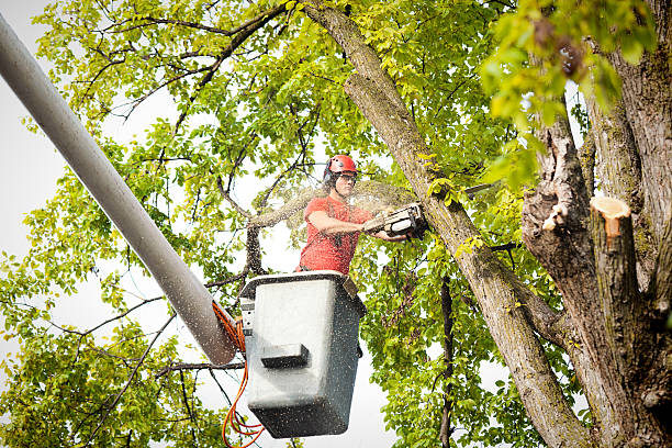 Lyndhurst, VA  Tree Services Company